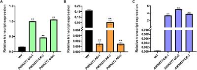 Genetic Modification of KNAT7 Transcription Factor Expression Enhances Saccharification and Reduces Recalcitrance of Woody Biomass in Poplars